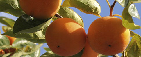 農作物のご紹介